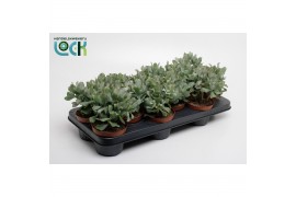 Crassula Crassula Arborensis Cristaat
