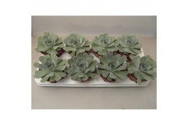 Echeveria Echeveria Minima