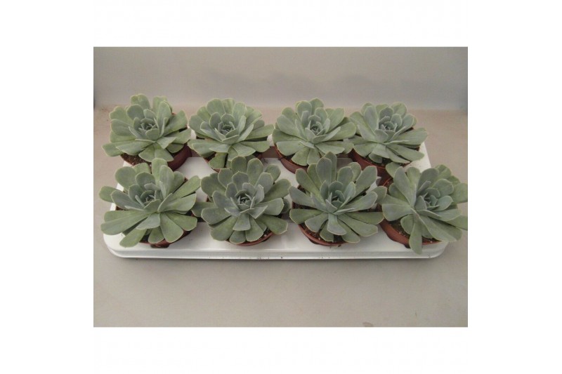 Echeveria Echeveria Minima 