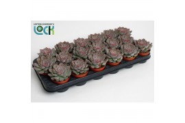 Echeveria echeveria deremensis