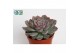 Echeveria echeveria deremensis 