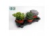 Succulenten Succulenten Mix1 pp 