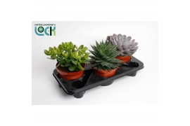 Succulenten Succulenten Mix1 pp