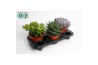 Succulenten Succulenten Mix1 pp