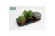 Succulenten Succulenten Mix1 pp 