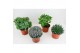 Succulenten Succulenten Mix1 pp 