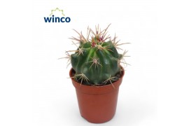 Ferocactus pilosus Ferocactus Stainessi