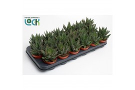 Gasteria Gasteria Apollo