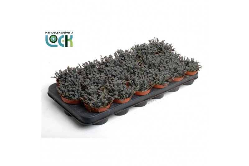 Kalanchoe tubiflora Kalanchoë Tubiflora3 pp 