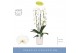 Phalaenopsis wit Fontano Wealth 2 spike in Molise White Aquo18 bl. 2 t 