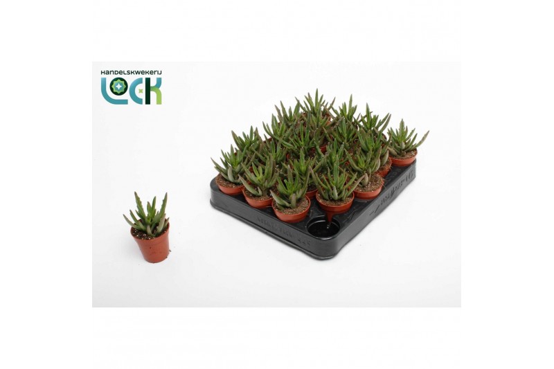 Succulenten Kalanchoe Spider Green 