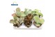 Kalanchoe mix Kalanchoe Mixoverig pp 