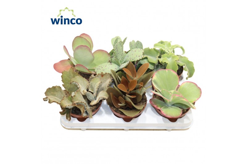 Kalanchoe mix Kalanchoe Mixoverig pp 