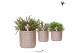Rhipsalis mix Kolibri Greens Rhipsalis mix in Diamond Pearl pot sand1  