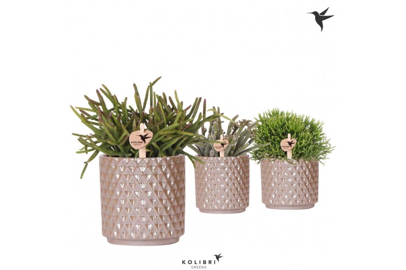 Rhipsalis mix Kolibri Greens Rhipsalis mix in Diamond Pearl pot sand1  