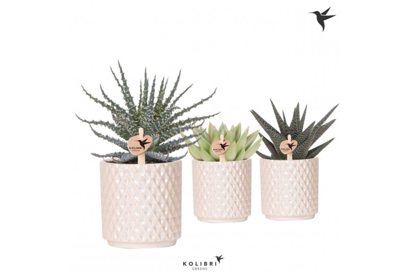Succulenten mix Kolibri Greens Succulenten mix in Diamond Pearl pot tr 