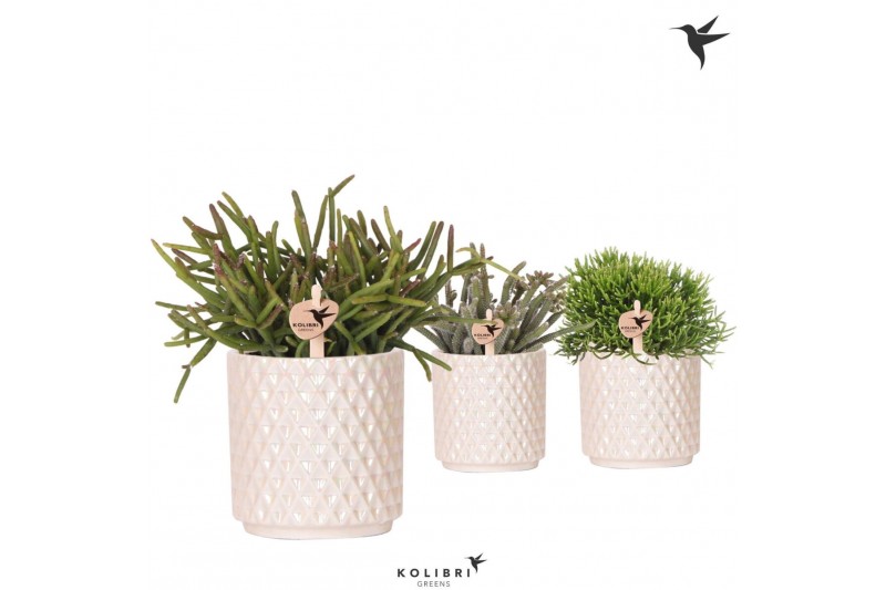 Rhipsalis mix Kolibri Greens Rhipsalis mix in Diamond Pearl pot traver 