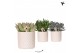 Succulenten mix Kolibri Greens Succulenten mix in Diamond Pearl traver 