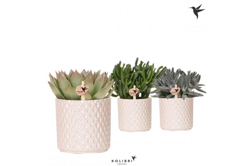 Succulenten mix Kolibri Greens Succulenten mix in Diamond Pearl traver 