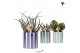 Succulenten mix Kolibri Greens Succulenten mix in Painted Stripe pot b 