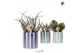 Succulenten mix Kolibri Greens Succulenten mix in Painted Stripe pot b