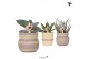 Succulenten mix Kolibri Greens Succulenten mix in Ethnic pot khaki mix 
