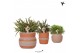 Rhipsalis mix Kolibri Greens Rhipsalis mix in Ethnic pot terracotta mi 