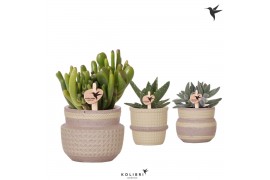 Succulenten mix Kolibri Greens Succulenten mix in Ethnic pot khaki mix