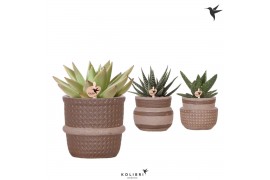 Succulenten mix Kolibri Greens Succulenten mix in Ethnic pot sand mix1