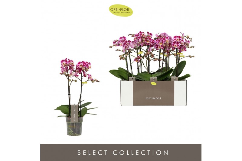 Phalaenopsis multiflora bubbles Optimost Bubbles 2 spike25 bl. 2 tak/p 