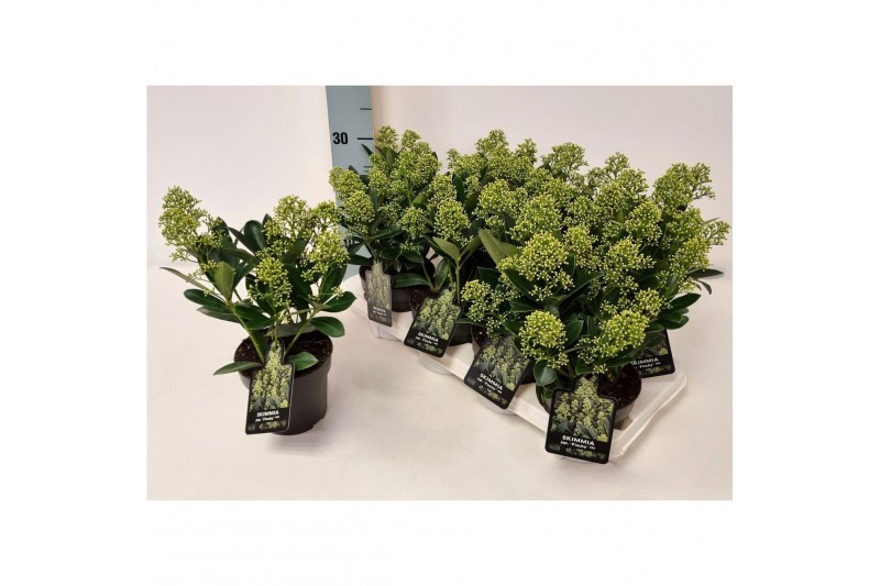 Skimmia japonica finchy Skimmia jap. Finchy P138 bl. 