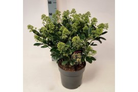 Skimmia japonica finchy Skimmia jap. Finchy P1920 bl.