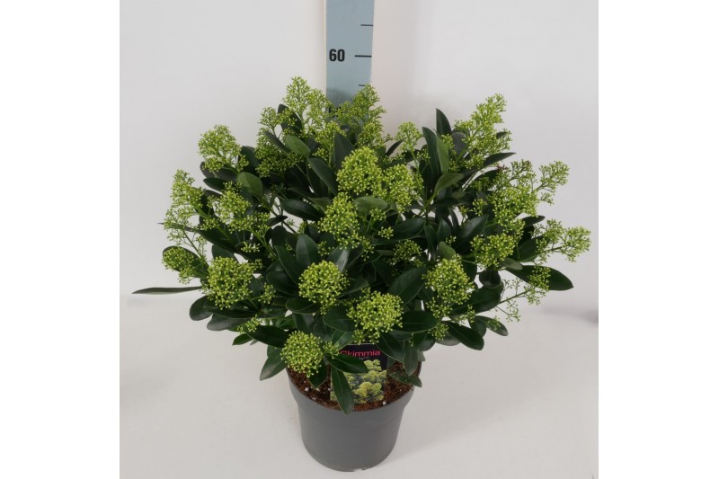 Skimmia japonica finchy Skimmia jap. Finchy P2225 bl. 