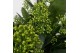 Skimmia japonica finchy Skimmia jap. Finchy P2225 bl. 
