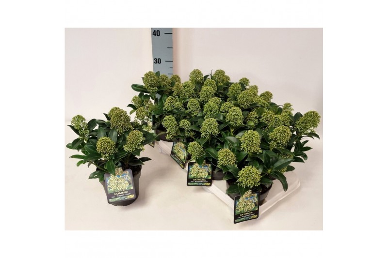 Skimmia japonica fragrant cloud Skimmia jap. Fragrant Cloud P138 bl. 