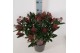 Skimmia japonica rubella Skimmia jap. Rubella P2225 bl. 