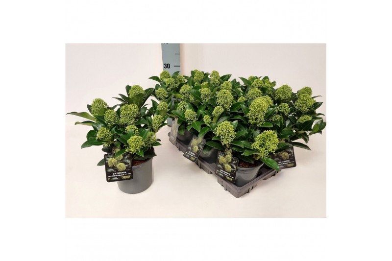 Skimmia japonica white globe Skimmia jap. White Globe P156 bl. 