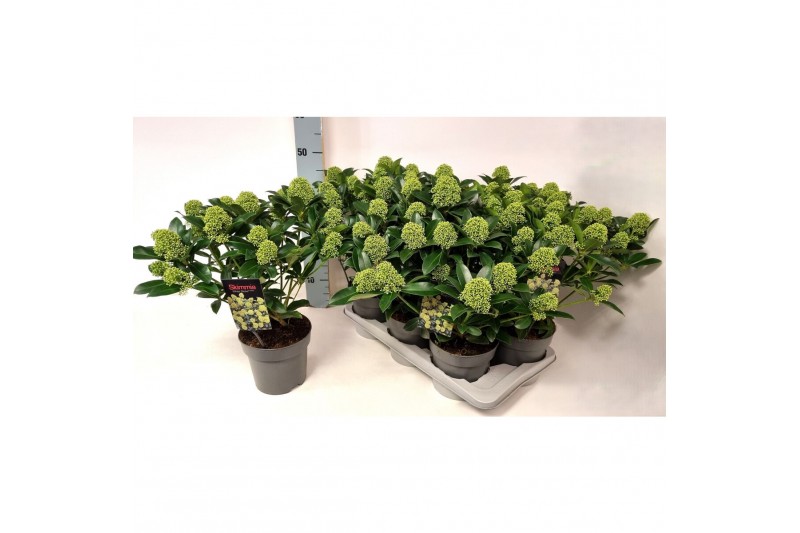 Skimmia japonica white globe Skimmia jap. White Globe P1710 bl. 