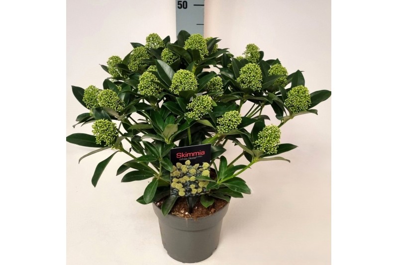 Skimmia japonica white globe Skimmia jap. White Globe P1915 bl. 