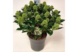 Skimmia japonica white globe Skimmia jap. White Globe P2220 bl.