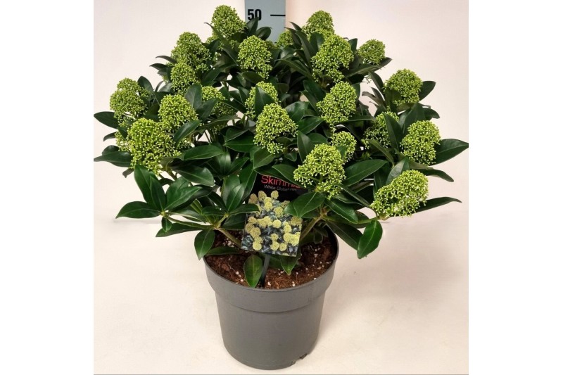 Skimmia japonica white globe Skimmia jap. White Globe P2220 bl. 