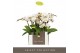 Phalaenopsis multiflora wit Optifriend Zoë 3 spike15 bl. 3 tak/plnt 15 