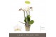 Phalaenopsis multiflora wit Optifriend Zoë 3 spike15 bl. 3 tak/plnt 15 