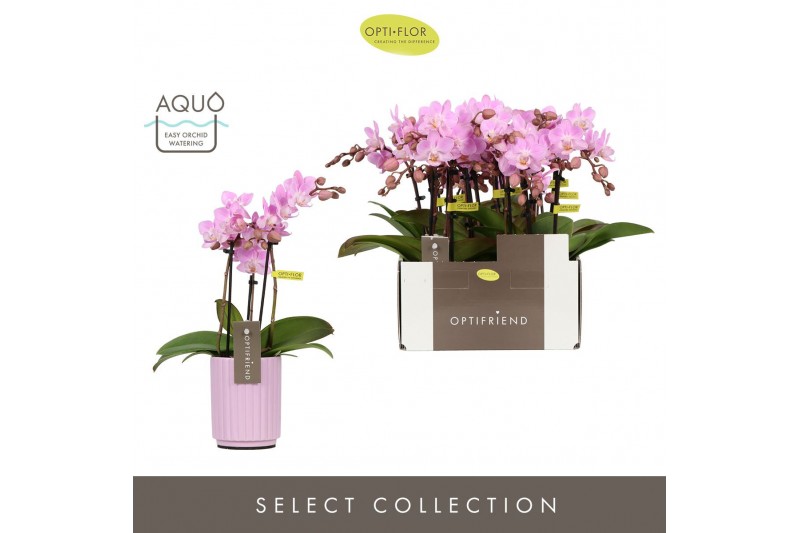 Phalaenopsis multiflora roze Optifriend Lieke 3 spike in Molise Lilac  