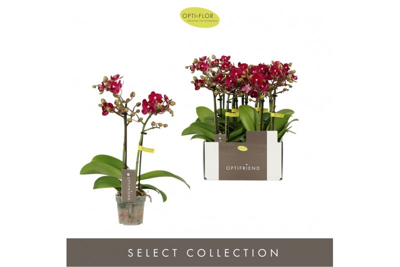 Phalaenopsis multiflora rood Optifriend Lola 2 spike10 bl. 2 tak/plnt  