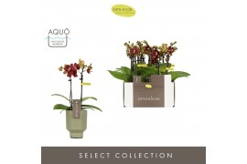 Phalaenopsis multiflora Optifriend Esmee 2 spike in Emilia Green Aquo1