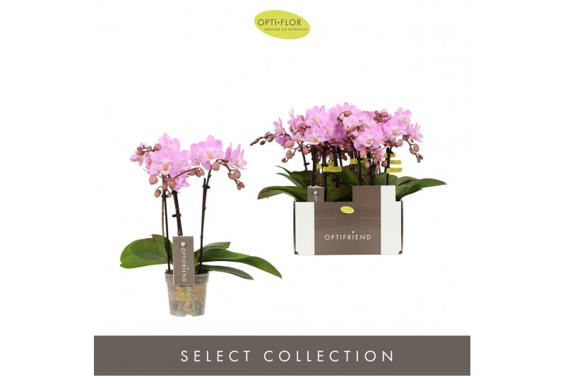 Phalaenopsis multiflora roze Optifriend Pink 3 spike15 bl. 3 tak/plnt  