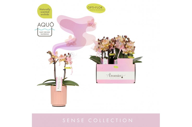 Phalaenopsis multiflora oranje Aromio Honey 2 spike in Salmon Molise A 