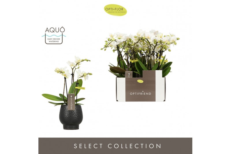 Phalaenopsis multiflora wit Optifriend Sandra 3 spike in Abruzzo Black 