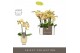 Phalaenopsis multiflora geel Optifriend Stella 2 spike in Emilia Sand  